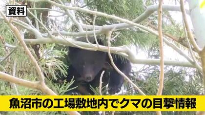 【クマ目撃情報】新潟・魚沼市の工場敷地内でクマの目撃情報　警察などが注意呼びかけ