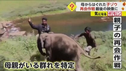 【再会作戦】母からはぐれた生後４カ月の子ゾウ　ドローンで家族の群れを捜索し無事合流　インド