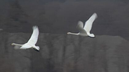 コハクチョウの「北帰行」始まる　「無事、北のふるさとに帰って」　この冬はに600羽以上が飛来　長野・安曇野市