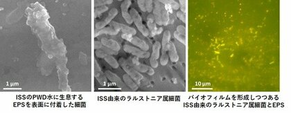 【摂南大学】ISS飲料用再生水の細菌の特徴を分析