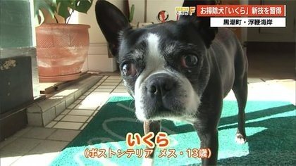 犬がペットボトルのキャップをはずす!? 高知・浮鞭海岸の名物お掃除犬「いくら」が器用すぎる新技を披露｜FNNプライムオンライン