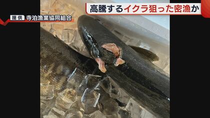 許せない」サケの不漁続く中…価格高騰する“イクラ”狙い密漁か【新潟発