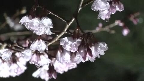 桜も開花…柔らかな明かりが春の名園を彩る栗林公園の「春のライトアップ」開始を前に試験点灯【香川】