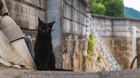 一人旅ときどき猫。全国の猫がいる街、似合う街10景【一人旅研究会の“日本”ノスタルジック写真館】