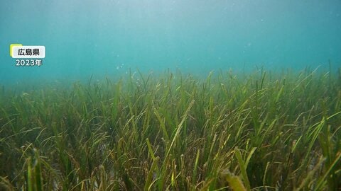 海のゆりかご「アマモ」で豊かな海を取り戻せ　東京・お台場で藻場作り…2026年春頃には50cmほどに成長