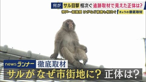 “1匹のサル”が50キロ大移動？兵庫の市街地に相次ぎサル出没　「神戸から明石・加古川経て姫路へ」秋は交尾でメスいる群れに・春には新たな群れを探す“ハナレザル”か