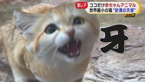 世界一幸せな動物 砂漠の天使 激レア動物の赤ちゃん続々誕生 日本で唯一の希少動物を飼育する理由とは