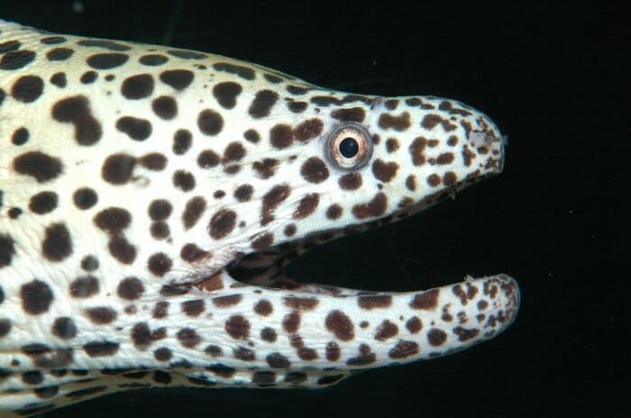ニセゴイシウツボ(提供:すさみ町立エビとカニの水族館)