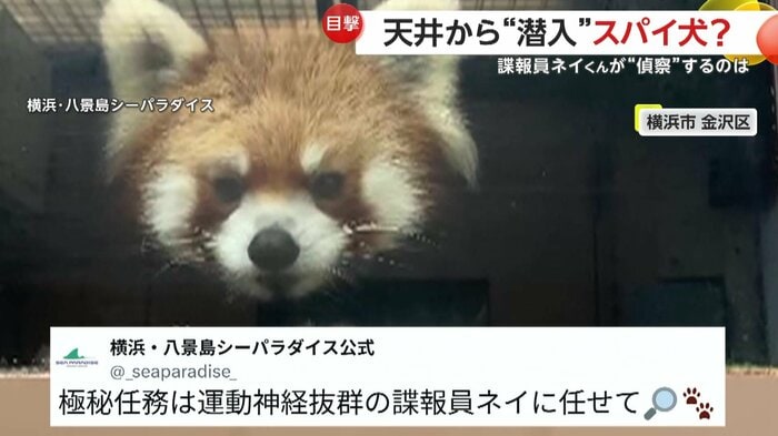 横浜・八景島シーパラダイスの投稿とネイくん