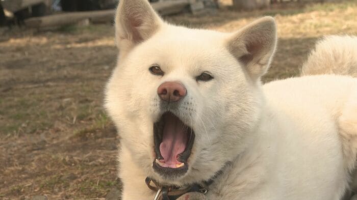 モナは、牧場で飼育されている犬と仲良く遊んでいたという