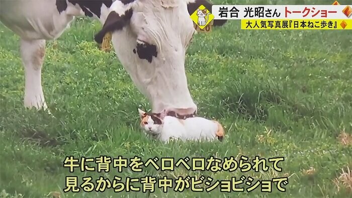 牛になめられている様子をパシャリ