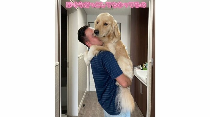 抱っこされるゴールデンレトリバー