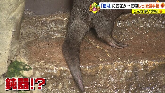 カワウソのしっぽは“鈍器”と呼ばれることも…