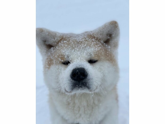吹雪の中「おやつちょうだい」(提供:秋田犬 五元(イモト)さん)