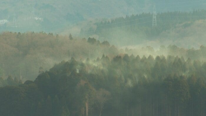 スギ花粉（資料）
