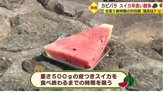 500グラムのスイカ(皮付き)の早食い競争