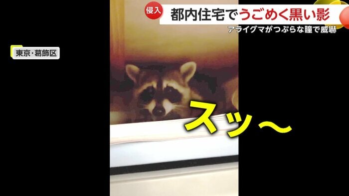 威嚇をするアライグマ(FNN投稿サイト「ビデオPost」)
