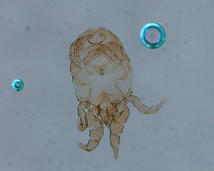 首都圏部で特に増えているコナヒョウヒダニ（画像はイメージ）