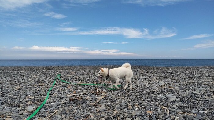 海辺を歩くハクくん