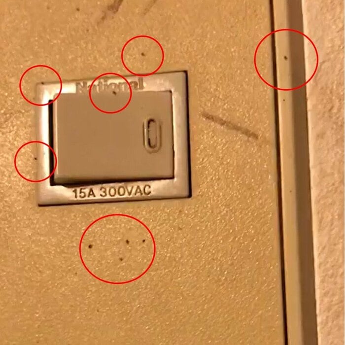 ネズミの死骸から離れたイエダニが、温かい電気配線を伝って出てきた様子(画像提供:足立雅也さん)
