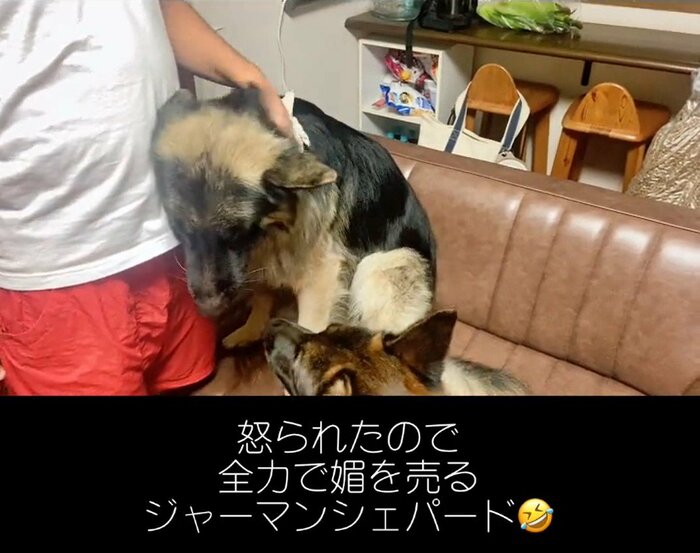 Bossさんに怒られ反省(提供:Tobi and Bobi シェパード兄弟犬さん)
