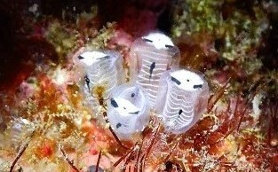 沖縄県久米島周辺の海中で撮影された通称「ガイコツパンダホヤ」(提供:長谷川尚弘さん)