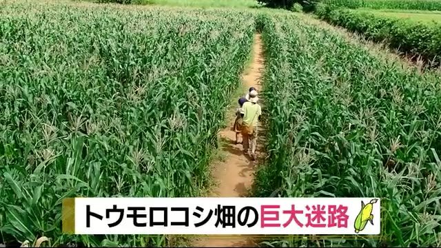 ゴールまで30分 トウモロコシ畑の“巨大迷路” 静岡・函南町