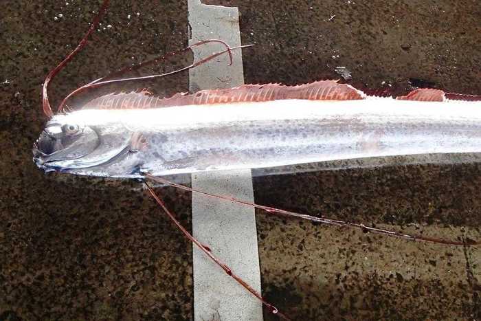 「深海魚の出現は地震の前兆」は“迷信”と断定…そのウラには地道な情報収集があった