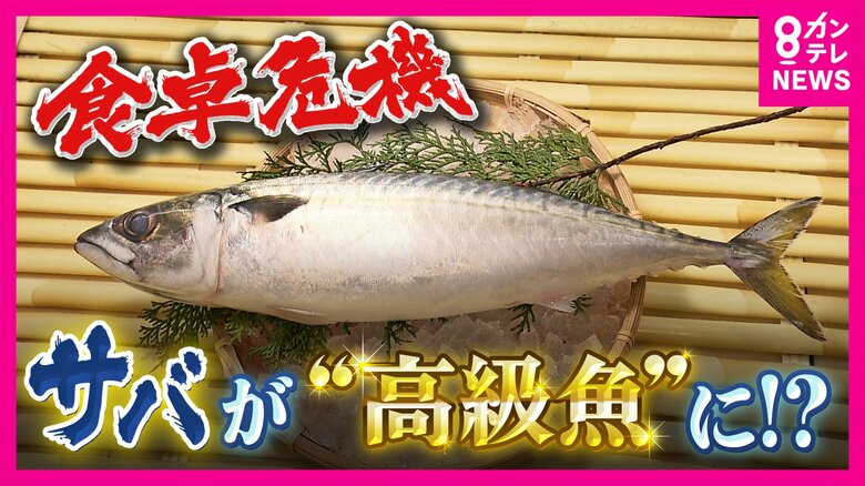 サバが高級魚に？漁獲量が10年で半減　仕入れ値も倍に…原因は『成長乱獲』漁獲枠見直しで「回復できます」と専門家｜FNNプライムオンライン