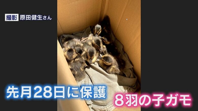 空からカモが降って来る！パン屋さん店頭で起こる不思議現象…その理由がわかった【福岡発】｜FNNプライムオンライン