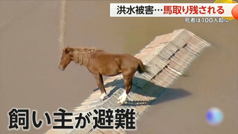 洪水で馬がポツンと屋根の上に…SNSで早期救出求める声　大雨で町全体が水没　100人超死亡、約130人行方不明　ブラジル｜FNNプライムオンライン