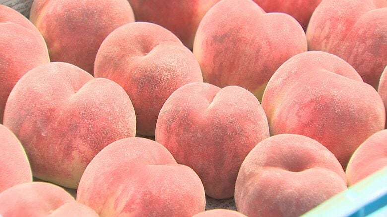 夏の味覚“モモ”の収穫スタート！生産者は“良い出来”と太鼓判「食べて暑い夏乗り切って」新潟市｜FNNプライムオンライン