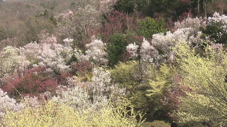 百花繚乱　ふくしまの桃源郷ここにあり　福島市・花見山公園《ふくしま桜紀行2025》｜FNNプライムオンライン