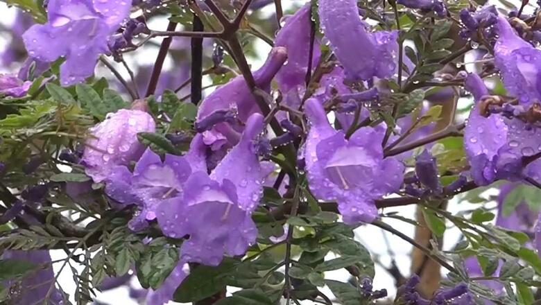 世界三大花木「ジャカランダ」開花　南米原産・梅雨空に咲く可憐な花…宮崎県「道の駅なんごう」｜FNNプライムオンライン