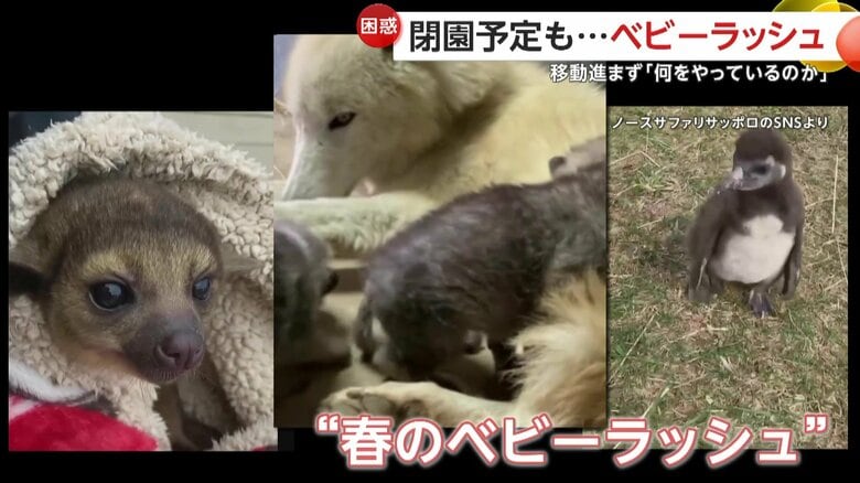 「何やっているのか」閉園予定の動物園で“ベビーラッシュ”…640匹が移動対象も半数以上めど立たず　違法営業指摘の「ノースサファリサッポロ」｜FNNプライムオンライン