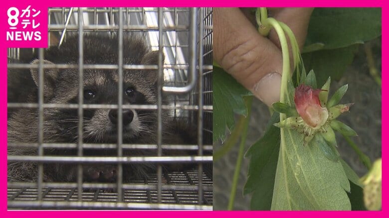『アライグマ被害』多発　収穫シーズンのイチゴが「へただけ残って…」　秘策は「ラジコン草刈り機」で遊休農地を管理｜FNNプライムオンライン