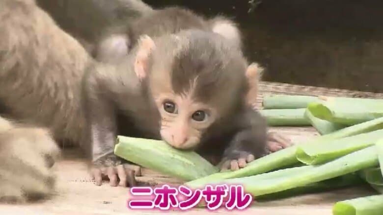 廃棄されるはずだった野菜が動物園に　エサ代高騰・食品ロス・廃棄費用負担の悩みを解決　農家・運送会社と連携　福岡｜FNNプライムオンライン