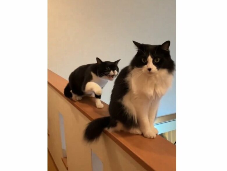 “猫の渋滞”が発生？「どいて～」と訴えても“ガン無視”される猫が「悶絶級にかわいい」！普段の仲を飼い主に聞いた｜FNNプライムオンライン