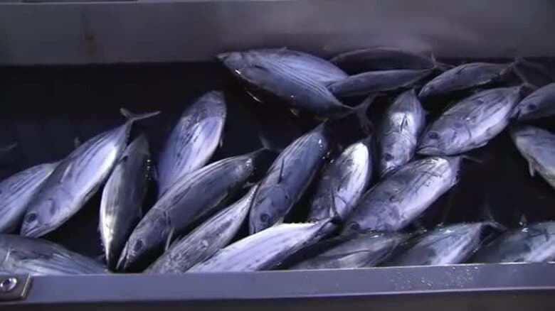 「２８年連続日本一陥落」気仙沼市のカツオ不漁…８０億円減収　商工会議所が市長に対策要望〈宮城〉｜FNNプライムオンライン