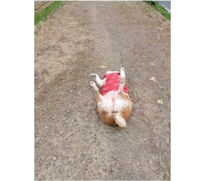 提供：柴犬ななさん