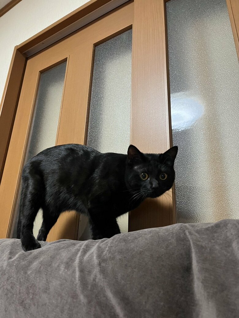 何かを狙う顔（提供：サラミさん）