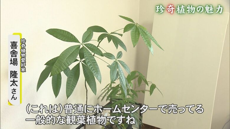 喜舎場さんが室内で育てる観葉植物