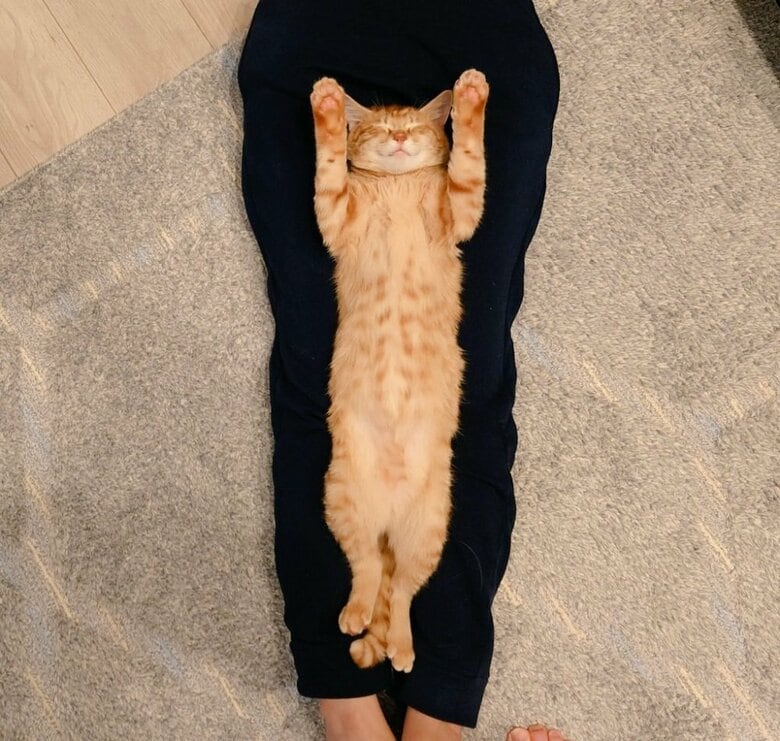 両脚の間でへそ天の寝姿
