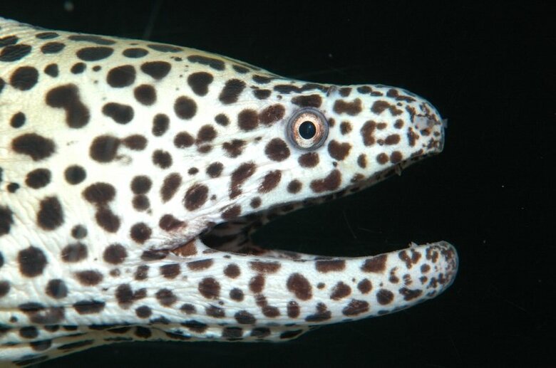 ニセゴイシウツボ（提供：すさみ町立エビとカニの水族館）