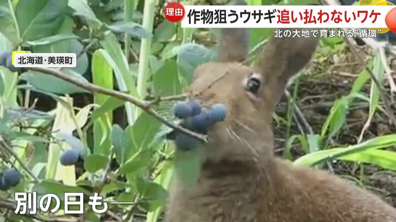 別の日にも実を食べていたウサギ（映像提供：びえいハスカップファーム）
