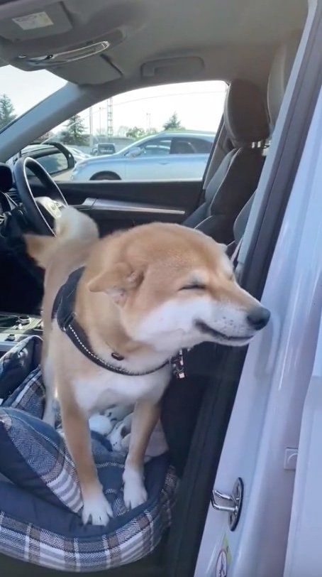 提供：柴犬 雷吾さん