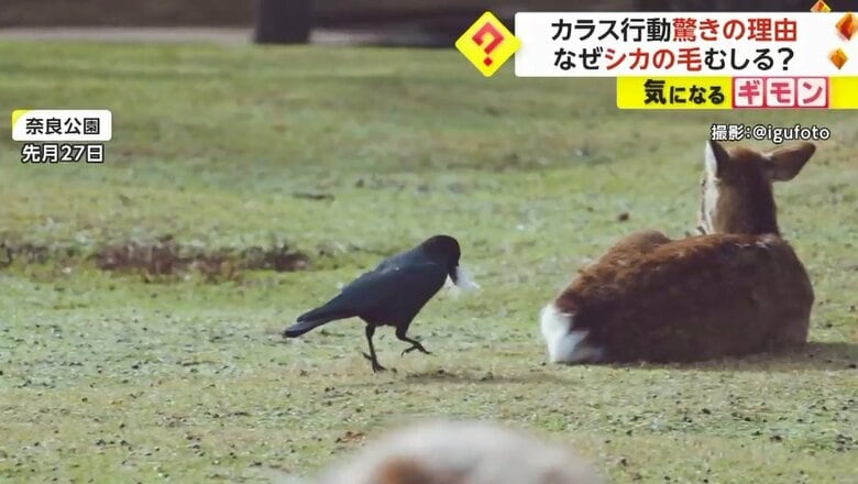 カラスがシカに近づき…