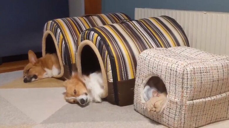 それぞれのベッドで寝ている