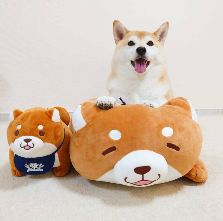 提供：柴犬チャーミーさん