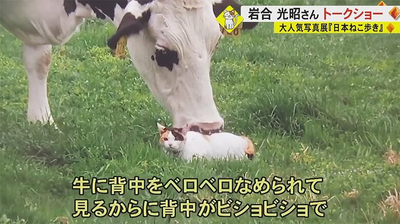 牛になめられている様子をパシャリ